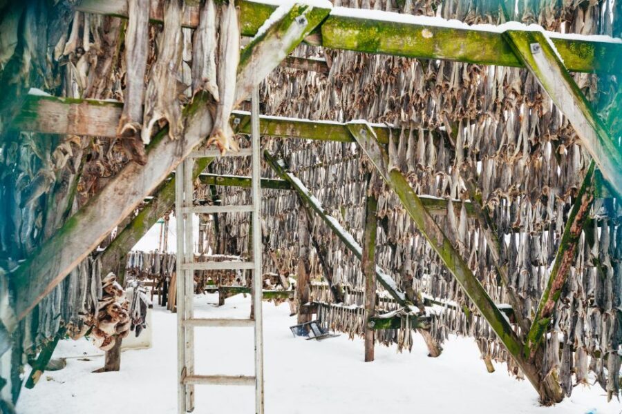 Tromsø: Arctic Fjord Cruise With Stop On Land At Fish Racks - Key Points to Know Before You Go