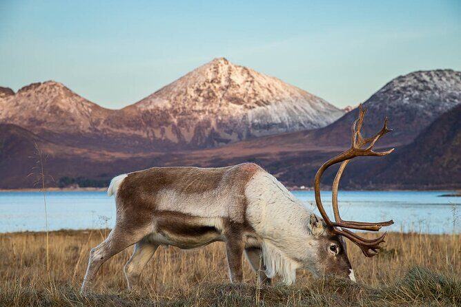 Tromsø: Arctic Landscapes Hiking / Snowshoeing Tour in the wild - Photos as souvenirs: when the guide acts like a photographer