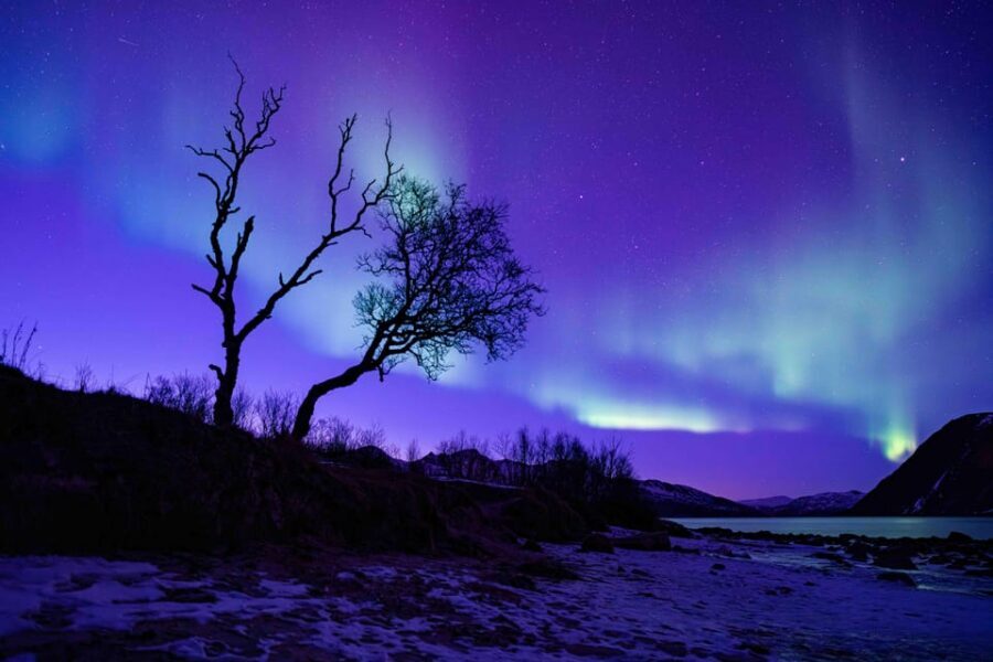 Tromsø: Aurora Tour with Photos, Campfire and Arctic Food - Price and value: why $304 can make sense here