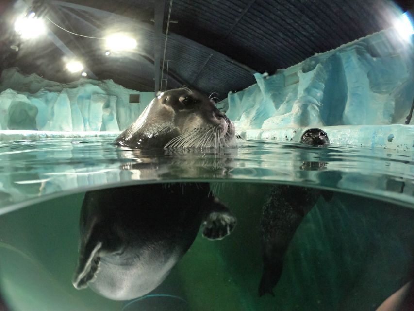 Tromsø: Entrance Ticket to Polaria - The seals: bearded and harbor, with daily training and feeding