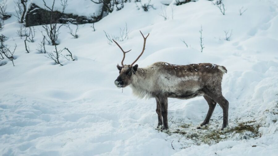 Tromsø: Exclusive Fjord Adventure by Bus - Stop-by-stop: Kaldfjord, Ersfjordbotn, and Grotfjord