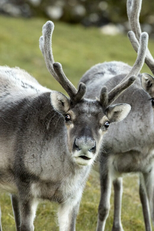 Tromso: Fjord Arctic Adventure Expedition - Wildlife chances without counting on luck alone