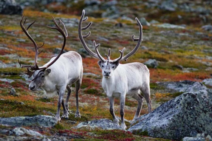 Tromso: Fjord Arctic Adventure Expedition - The ride and the stops: why the 5 hours feel well used