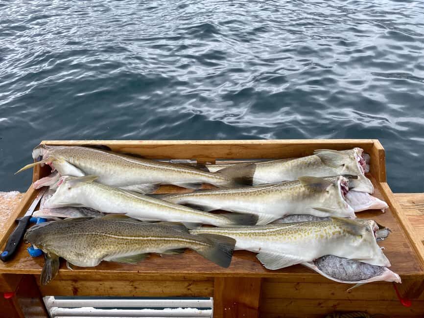 Tromsø: Fjord Fishing Cruise - Key highlights at a glance