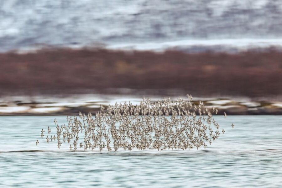 Tromsø: Fjord History Cruise with Snack and Drinks - Quick booking checklist before you go