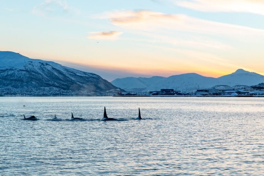 Tromsø: Fjord History Cruise with Snack and Drinks - Arctic wildlife spotting: eagles, seals, and reindeer odds