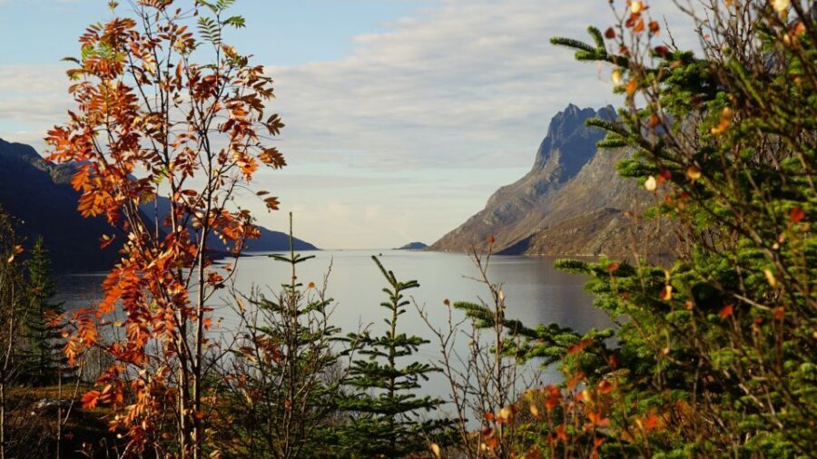 Tromsø: Fjord Sightseeing in a Tesla X Luxury Electric Car - What to wear and bring in Tromsø cold weather