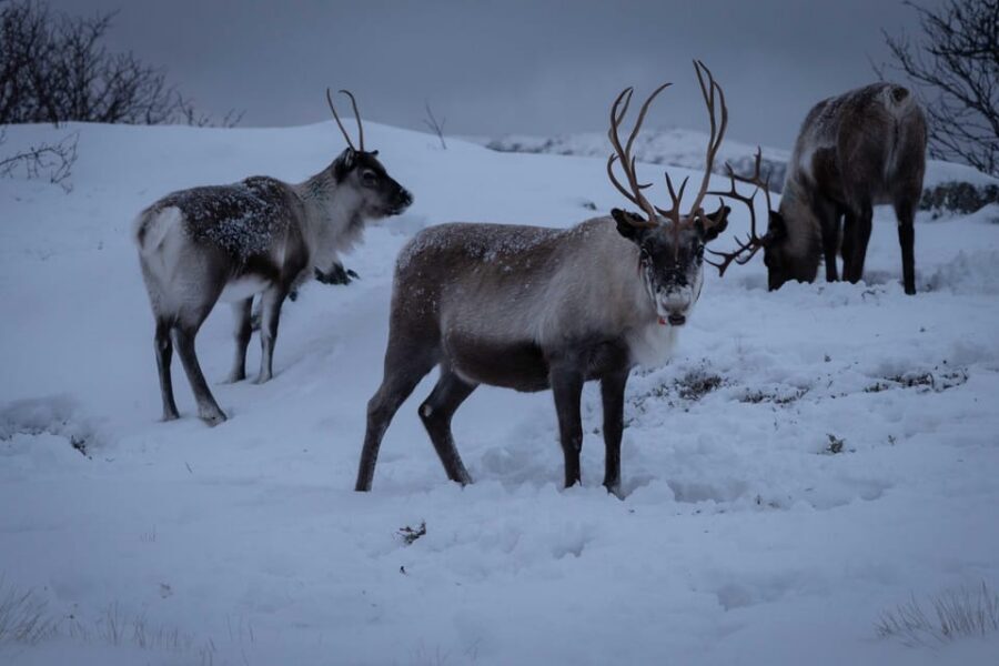 Tromsø: Fjords & Beaches Tour with campfire and Arctic food - Key highlights worth your attention