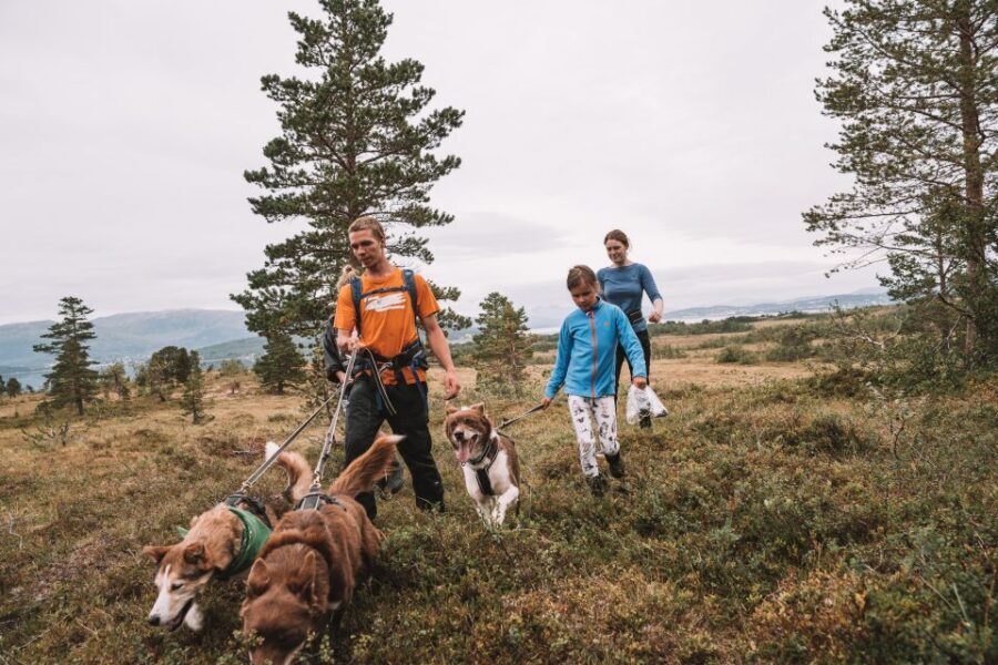 Tromsø: Husky Hike and Puppy Visit with Traditional Lunch - Key highlights you’ll actually care about