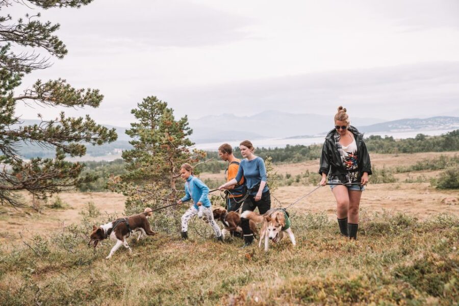 Tromsø: Husky Hike and Puppy Visit with Traditional Lunch - How the husky hike works: your pace, the dogs, and the guide’s role