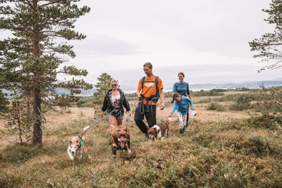 Tromsø: Husky Hike and Puppy Visit with Traditional Lunch - Time on the clock: what 4.5 hours usually means