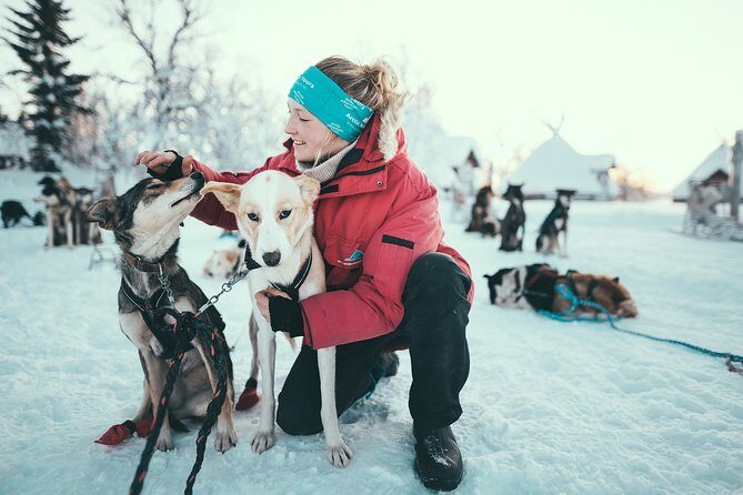 Tromso Husky Self-Drive Sledding with Cake and Drink in Lavvu - Key points before you go
