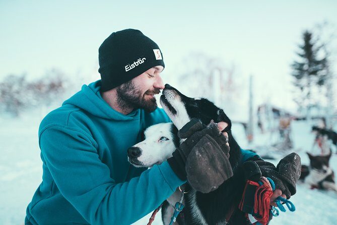 Tromso Husky Self-Drive Sledding with Cake and Drink in Lavvu - The lavvu finale: hot chocolate, cake, and dog Q&A that feels human