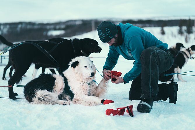 Tromso Husky Self-Drive Sledding with Cake and Drink in Lavvu - Who should book this (and who might rethink it)