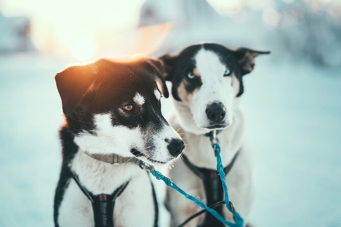 Tromso Husky Self-Drive Sledding with Cake and Drink in Lavvu - Should you book the Tromsø self-drive husky sledding?