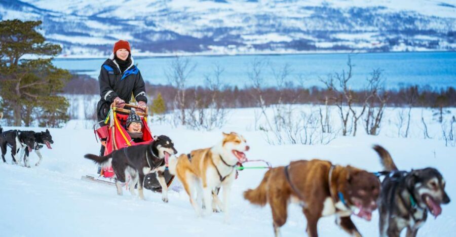 Tromsø: Husky Sled Self-Drive with Traditional Lunch - Key things to know before you go