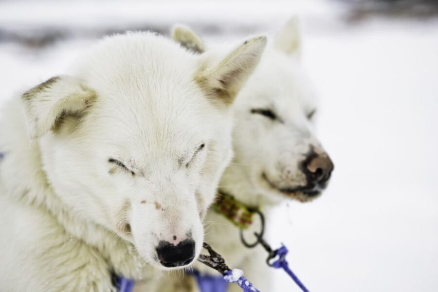 Tromsø: Husky Sled Self-Drive with Traditional Lunch - Why This Husky Ride Feels Like Real Mushing, Not Just a Sled Ride