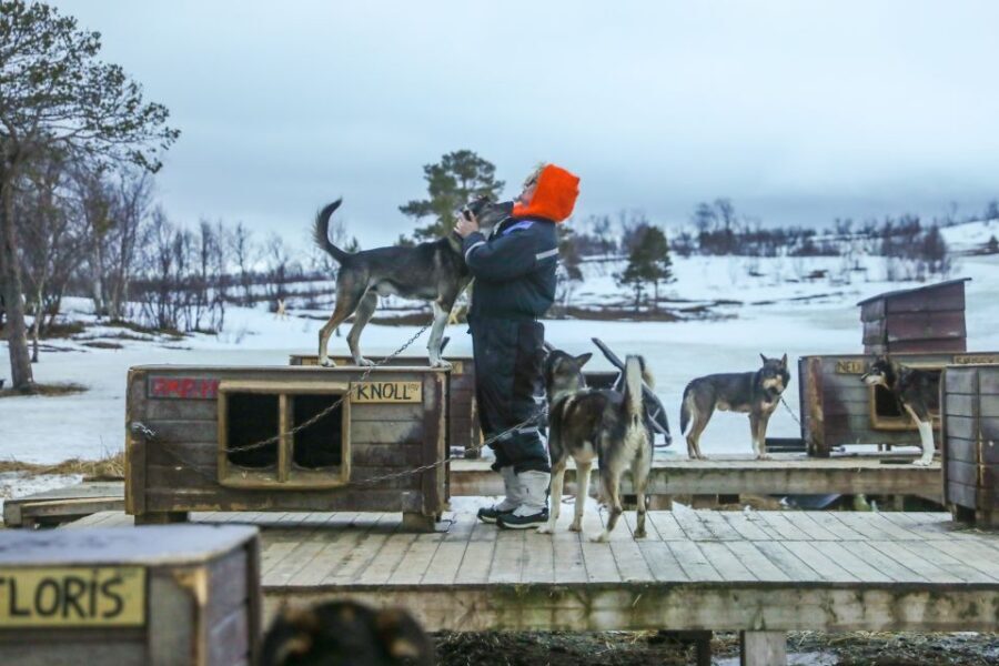 Tromsø: Husky Sled Self-Drive with Traditional Lunch - Sami Lunch by an Open Fire: Bidos, Hot Drinks, and Cake in a Gamme-hut
