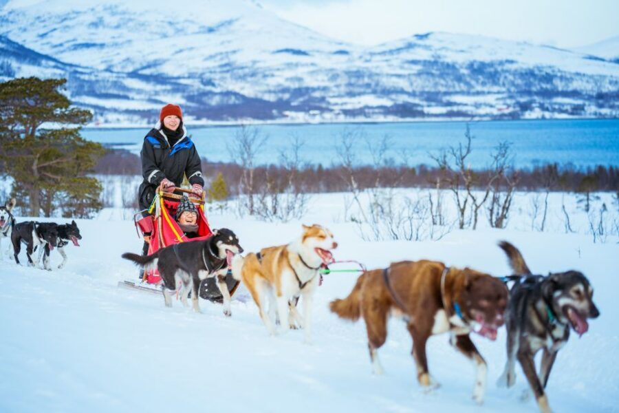 Tromsø: Husky Sled Self-Drive with Traditional Lunch - Meeting the Dogs and Puppies: Why the Extra Time Improves the Whole Day