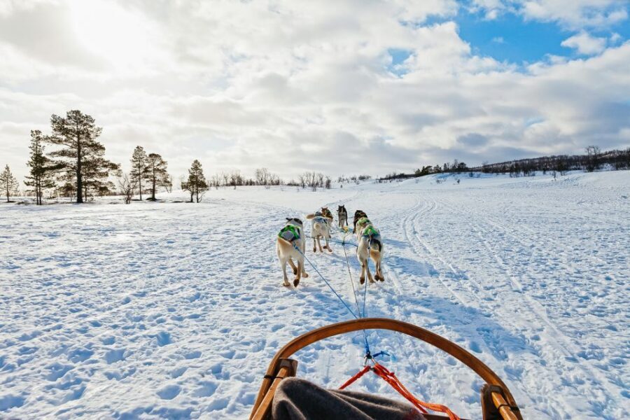 Tromsø: Husky Sled Self-Drive with Traditional Lunch - Price and Value: What $282 Buys in Real Time Outdoors