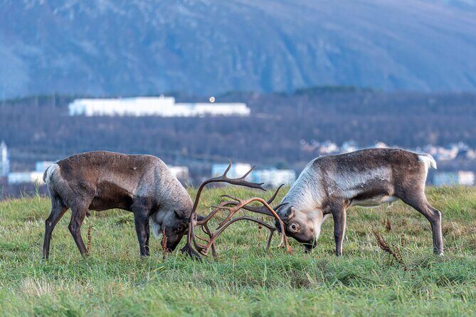 Tromsø: Kvaløya & Sommarøy Guided Fjord Tour with Lunch - Sommarøy Day Trip From Tromsø: What You’re Really Booking