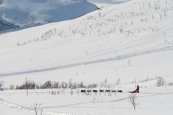 Tromsø: Kvaløya & Sommarøy Guided Fjord Tour with Lunch - Small Group Comfort: Why Max 15 Matters in the Arctic