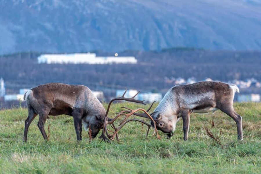 Tromsø: Kvaløya & Sommarøy Guided Tour - Key things to know before you go