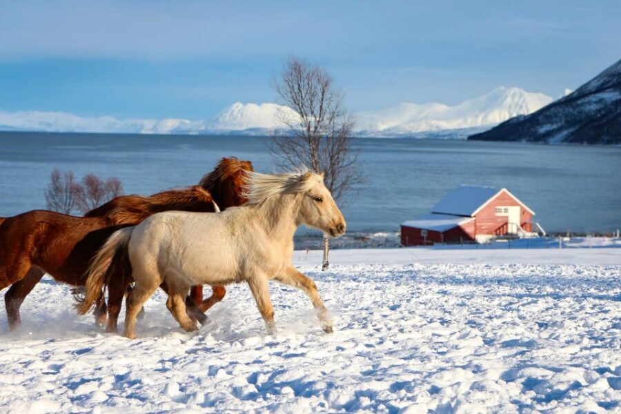 Tromsø: Lyngen Horse Stud Farm Visit - Key things I’d put on your radar