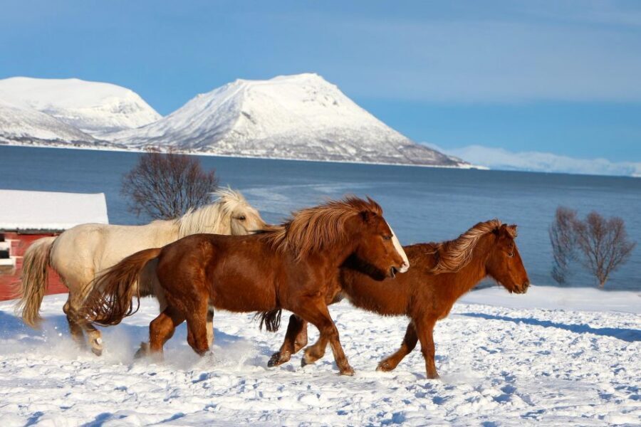 Tromsø: Lyngen Horse Stud Farm Visit - Where Tromsø Lyngshest starts (and how to find it fast)