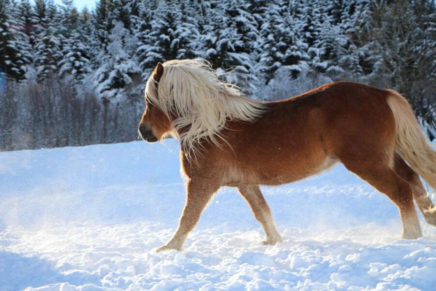 Tromsø: Lyngen Horse Stud Farm Visit - Meet the Lyngen horses: foals, stallions, and the calm that’s earned