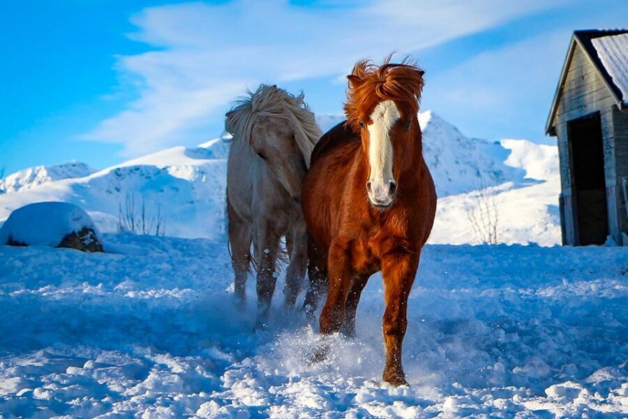 Tromsø: Lyngen Horse Stud Farm Visit - Who this is best for (and who might skip it)