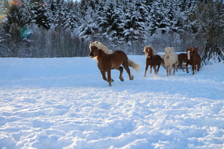 Tromsø: Lyngen Horse Stud Farm Visit - A few practical tips before you go