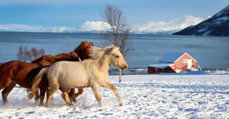 Tromsø: Lyngen Horse Stud Farm Visit - The 2-hour flow: what happens from arrival to viewpoints