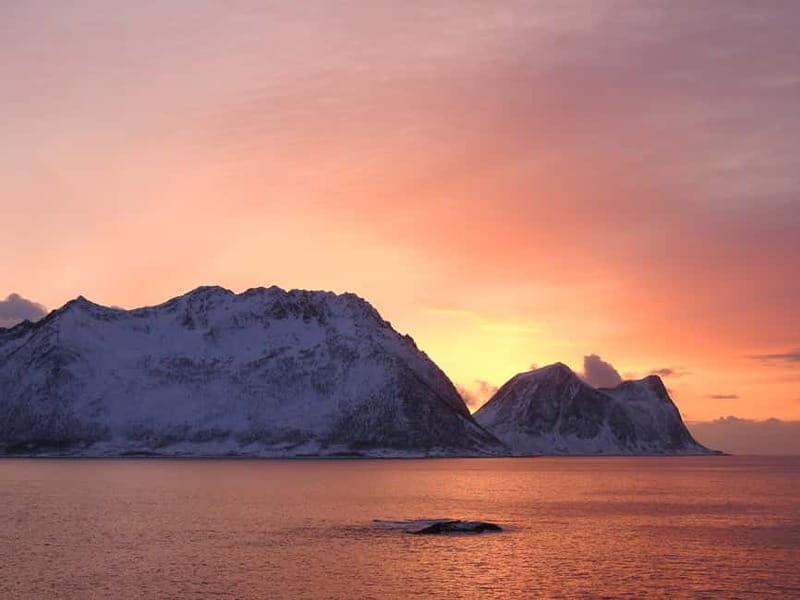 Tromsø: Midnight Sightseeing Cruise All-inclusive - The wildlife angle: sea eagles and the thrill of spotting from the water