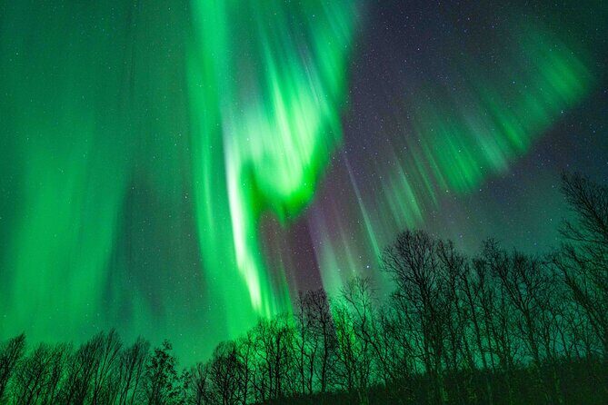 Tromsø Northern Lights with Campfire and Professional Photos - Campfire + chai tea + reindeer sausages: the warm-up rhythm