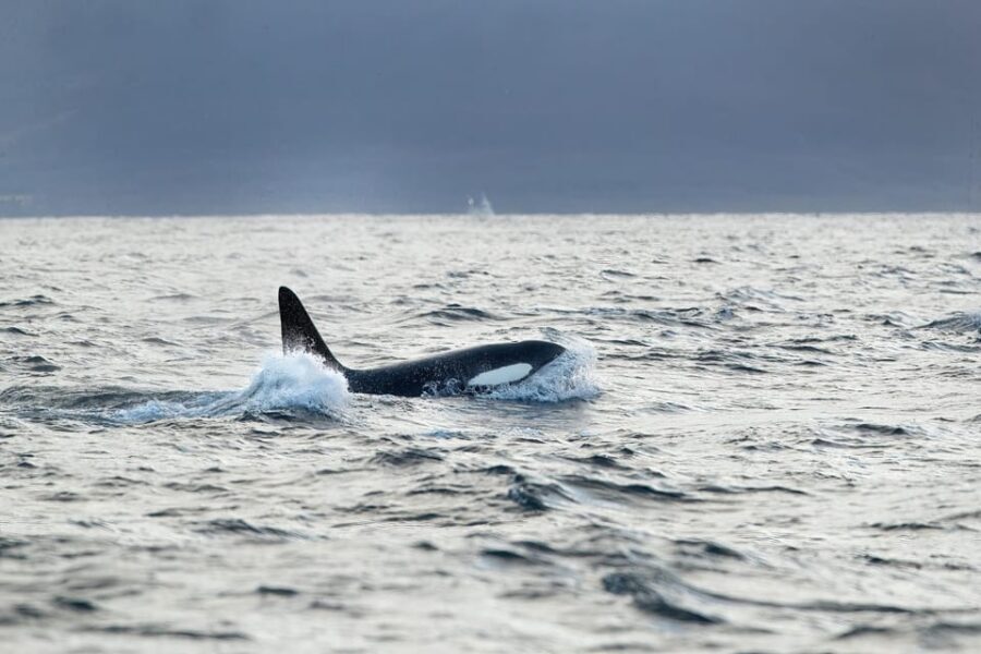 Tromsø: Orca and Whale Watching comfort heated boat Trip - Why the heated boat setup matters in Tromsø season