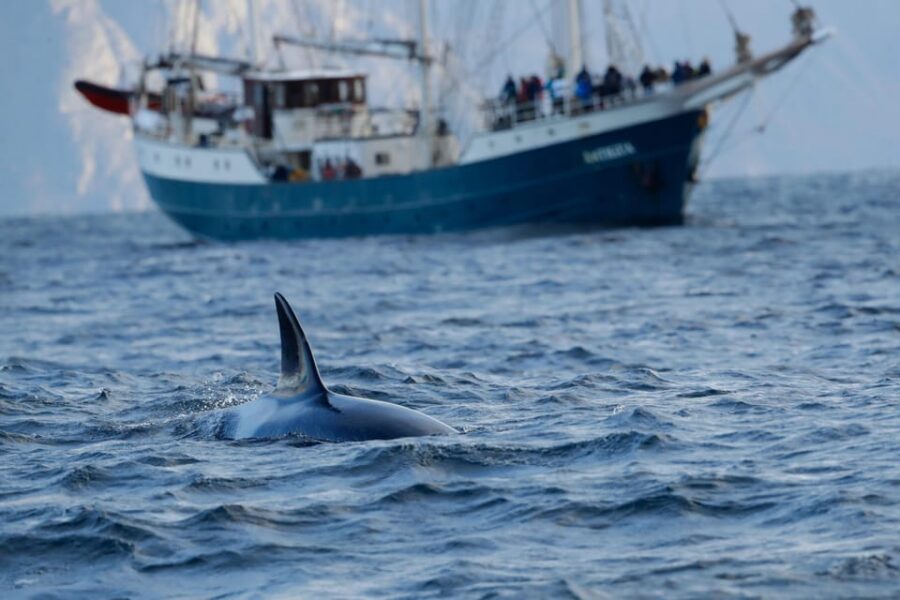 Tromsø: Orca and Whale Watching comfort heated boat Trip - Skjervøy whale watching: 3 hours that can feel like the whole point