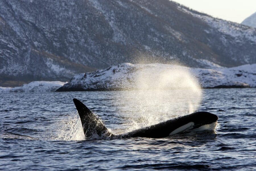 Tromsø: Orca and Whale Watching comfort heated boat Trip - The animals you’re most likely to focus on