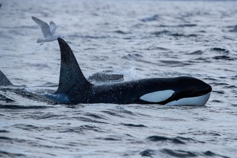 Tromsø: Orca and Whale Watching comfort heated boat Trip - Comfort details that prevent the “Arctic misery spiral”