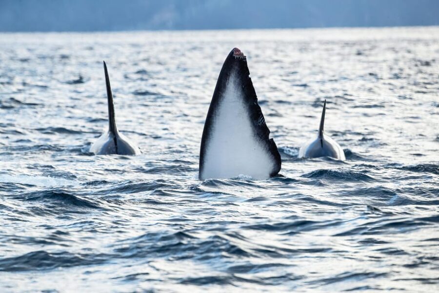 Tromsø: Orca and Whale Watching comfort heated boat Trip - Itinerary pacing: transfers, timing, and how to make the most of it