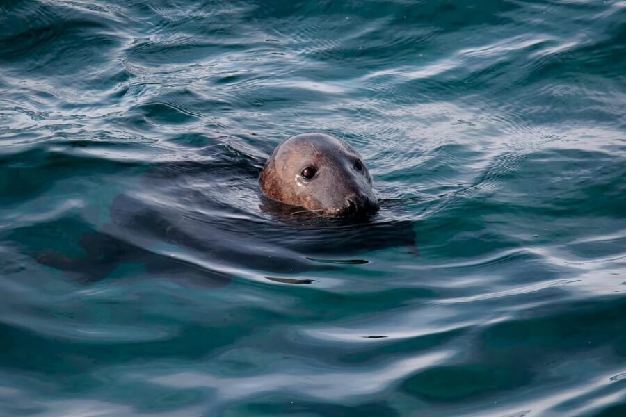 Tromsø: Orca and Whale Watching comfort heated boat Trip - Who this tour suits best (and who should skip it)