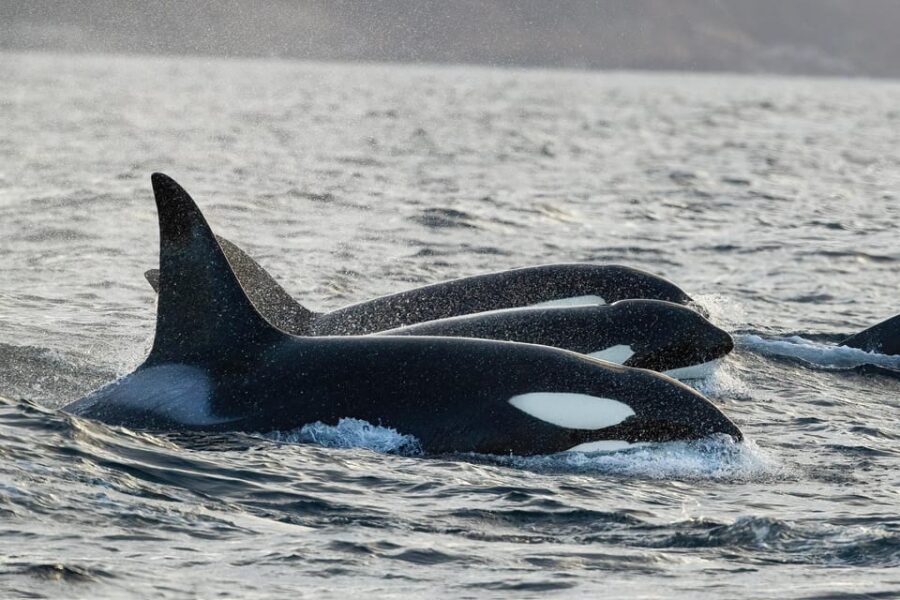 Tromsø: Orca and Whale Watching comfort heated boat Trip - Getting to Skjervøy: the day starts with the “long part”