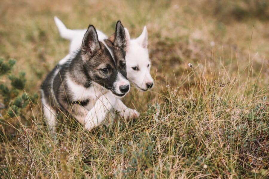 Tromsø: Puppy Training at the Husky Kennel with Lunch - The hike near the husky farm: exercises in real Norwegian weather