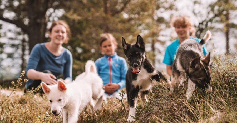 Tromsø: Puppy Training at the Husky Kennel with Lunch - Price and value: what you’re really paying for