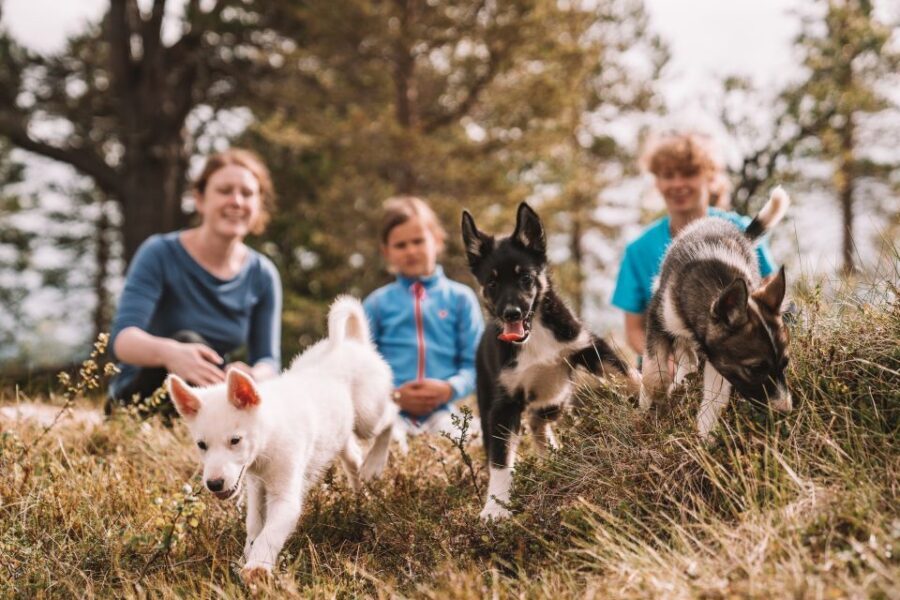 Tromsø: Puppy Training at the Husky Kennel with Lunch - Should you book it? My honest take