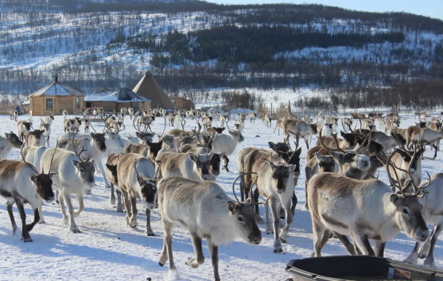 Tromsø: Reindeer Camp and Sami Cultural Tour with Lunch - Key things to know before you go