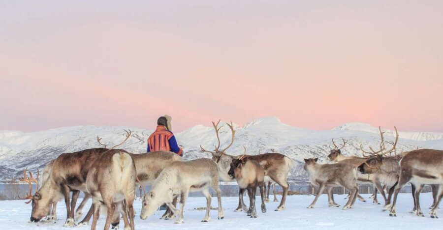 Tromsø: Reindeer Camp and Sami Cultural Tour with Lunch - A Hand-Feeding Experience You Can Actually Slow Down For