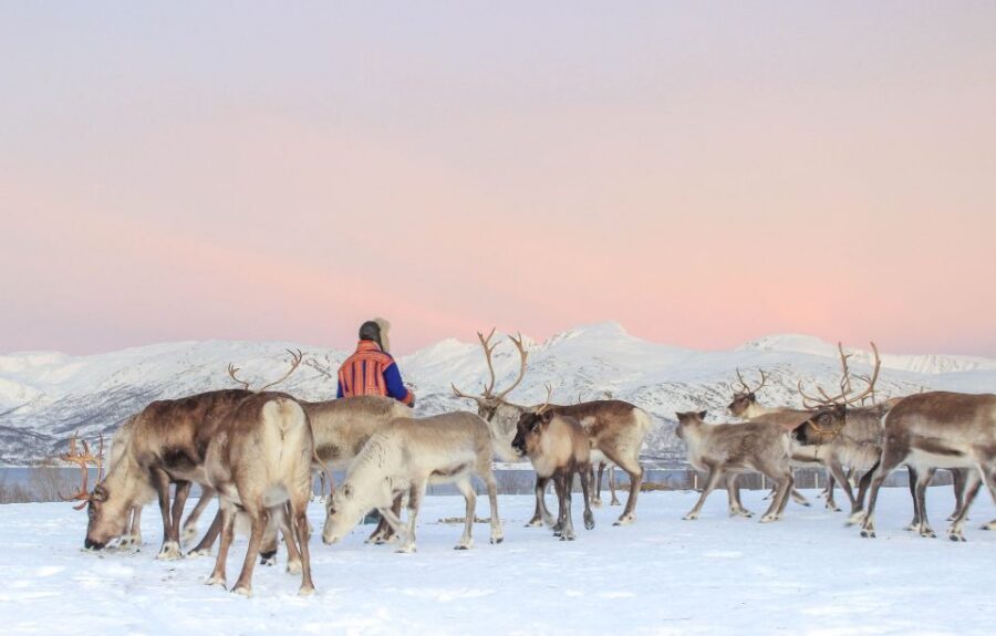 Tromsø: Reindeer Camp and Sami Cultural Tour with Lunch - Practical Tips That Make This Tour Easier (and Better)