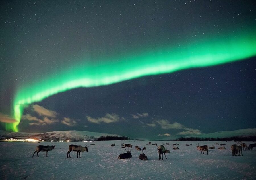 Tromsø: Reindeer Camp Dinner with Chance of Northern Lights - Key Highlights You’ll Remember