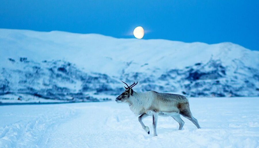 Tromsø: Reindeer Camp Dinner with Chance of Northern Lights - Who This Tour Is Best For (And Who Should Think Twice)